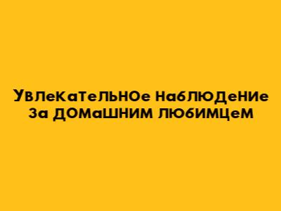 Увлекательное наблюдение за домашним любимцем